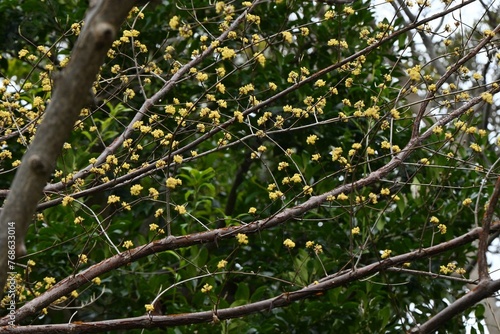 Japanese cornel (Cornus officinalis) flowers. Cornaceae deciduous tree. Yellow flowers bloom in spring and red berries in autumn.