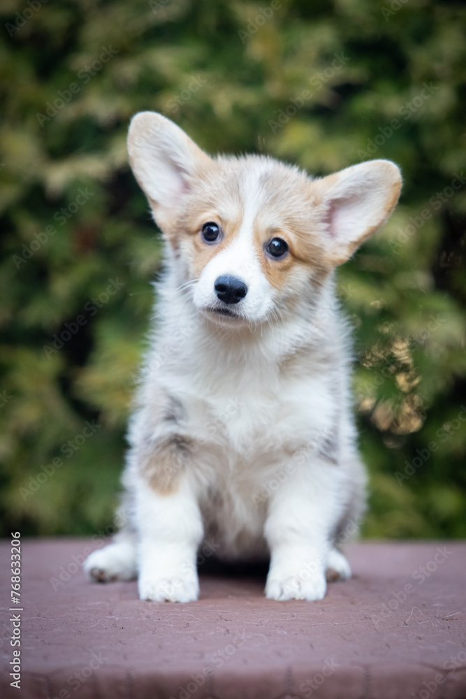 Welsh Corgi Pembroke puppy on a walk Welsh Corgi Pembroke puppy on a walk