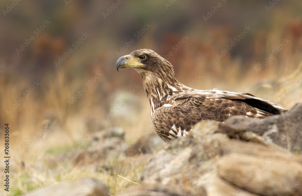 White-tailed Sea eagle sitting on feeding station White-tailed Sea eagle sitting on feeding station