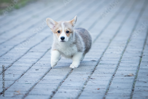 Welsh Corgi Pembroke puppy on a walk © Игорь Олейник