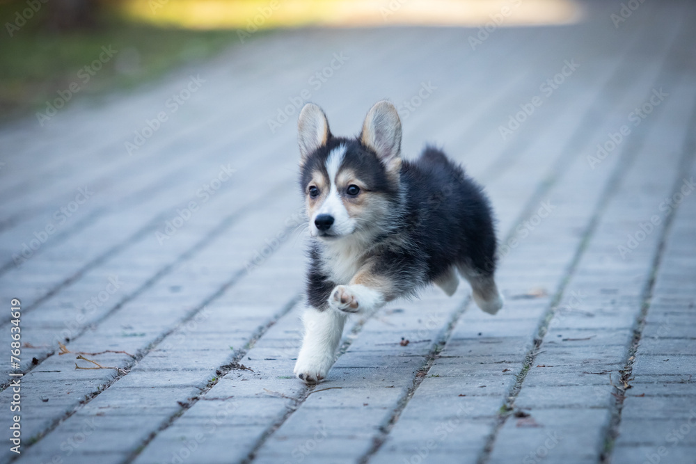 Welsh Corgi Pembroke puppy on a walk