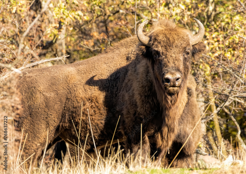 Fototapeta premium European Bison reintroduced on the Balkans
