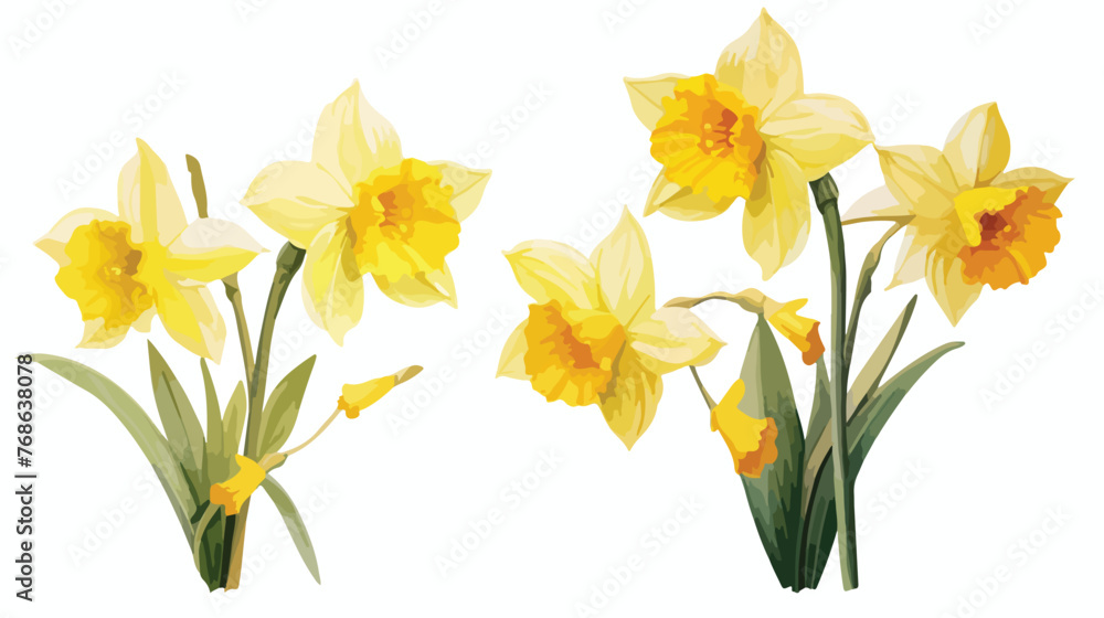 Yellow narcissus on an isolated white background water