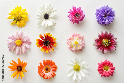 Various colorful flowers on a white background © Veniamin Kraskov