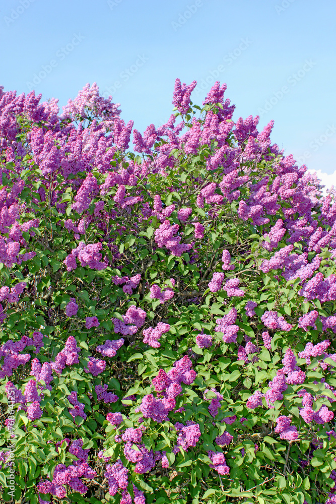 Lilac flowers with green leaves in sunny spring day