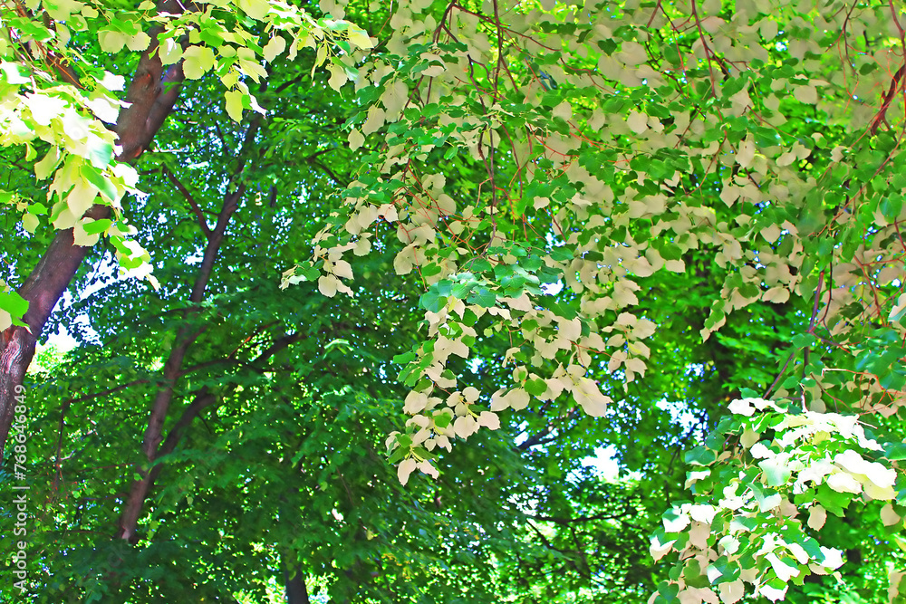Foliage of linden tree (white leaves - back view of linden foliage) in the park Foliage of linden tree (white leaves - back view of linden foliage) in the park