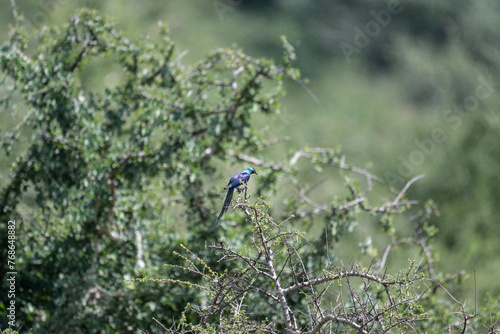 blue pearlescent beautiful bird in natural conditions on a spring sunny day in Kenya