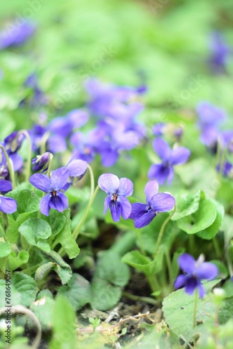 Viola odorata spring flowers  viola odorata background  soft focus  helios manual lens  swirly bokeh.