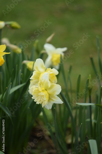 Fototapeta Naklejka Na Ścianę i Meble -  Daffodils yellow flowers on bokeh garden background, spring garden image by manual  Helios lens.