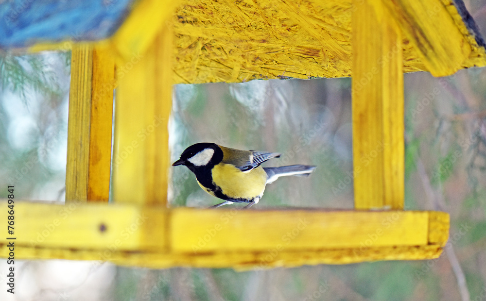 Fototapeta premium a bird in a feeder