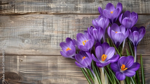 Vivid purple crocus flowers bloom in the springtime, captured in a stunning high-quality photograph.