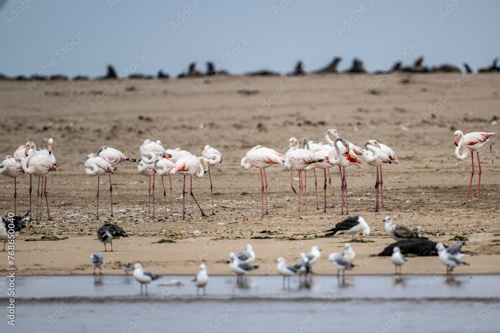pink flamingos on a lake collecting food in natural conditions on a sunny spring day in Kenya