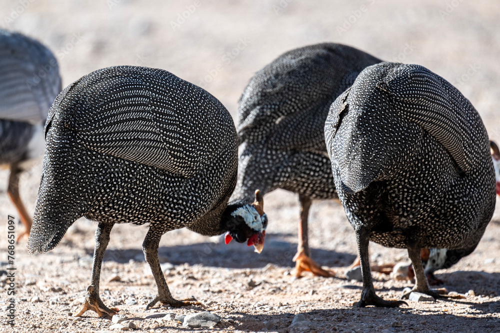 Fototapeta premium beautiful helmeted guinea fowl in natural conditions on a sunny spring day in Kenya