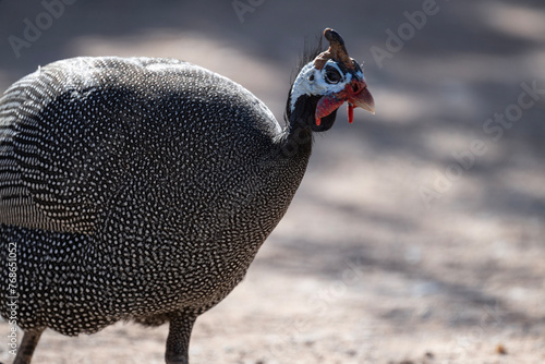 Φωτογραφία beautiful helmeted guinea fowl in natural conditions on a sunny spring day in Ke