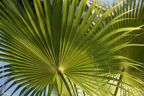 Palm leaves close up. Palm