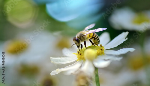A bee is perched on a white flower, collecting nectar and pollen. The flower petals provide a landing pad for the bee as it carries out pollination.