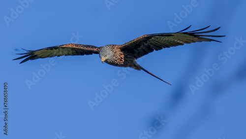 Red Kite soaring over British country side