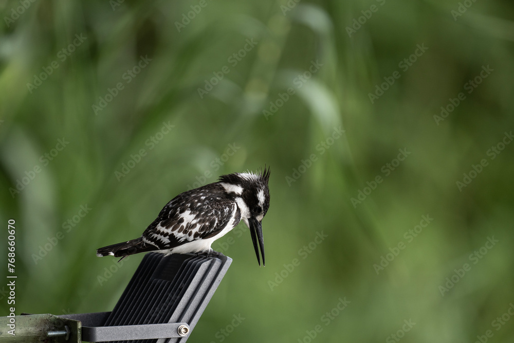Fototapeta premium black and white kingfisher in natural conditions on a sunny spring day in Kenya