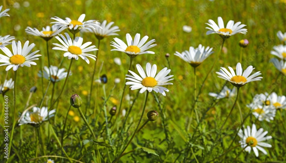 Daisies On Field Abstract Spring Landscape background