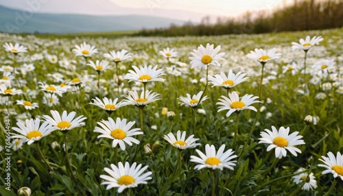 Daisies On Field Abstract Spring Landscape background © SANTANU PATRA