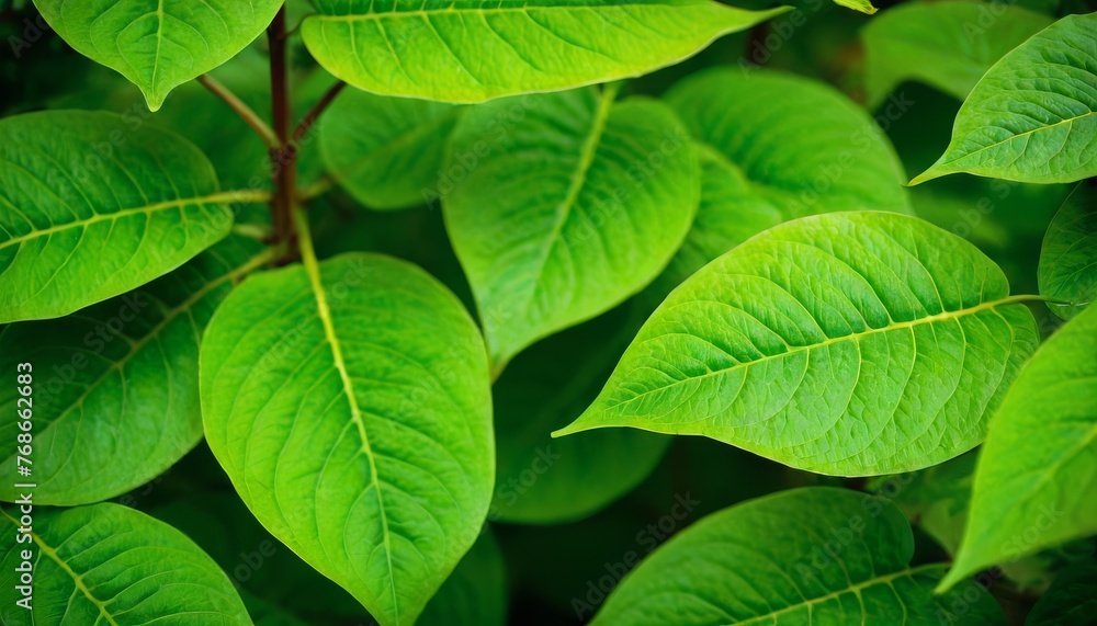 green foliage texture background with fresh green foliage texture background with fresh