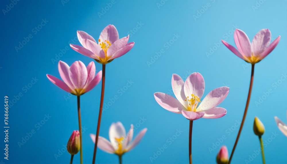 Fototapeta premium spring flowers on blue background