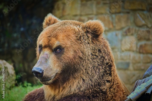 Bear, Ursus arctos beringianus photo