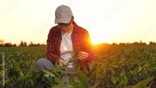 Woman farmer agronomist checking corn seedling leaf at sunset plantation. Female professional agricultural worker industrial research organic plant production control cultivation examination