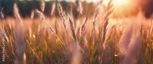 wheat field, beautiful background with wheat © Olga Troitskaja
