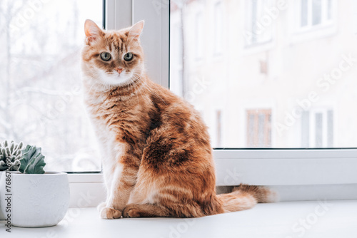 Red cat resting on the windowsill. Pets.