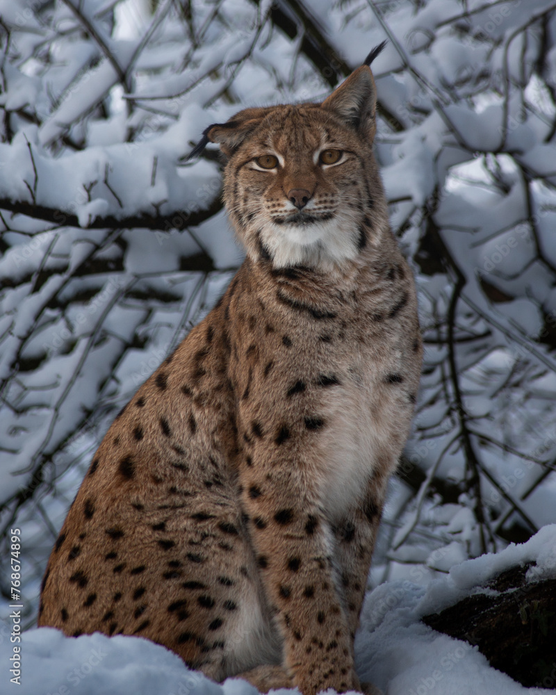 Fototapeta premium Lynx (Luchs)