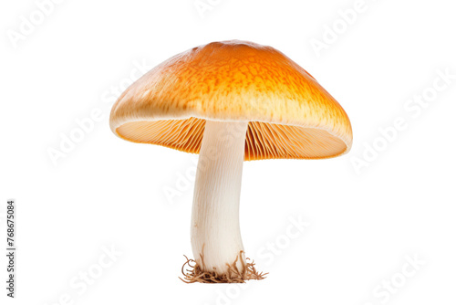 Delicate Wonder: A Mushrooms Intricate Beauty. On a White or Clear Surface PNG Transparent Background. © Usama
