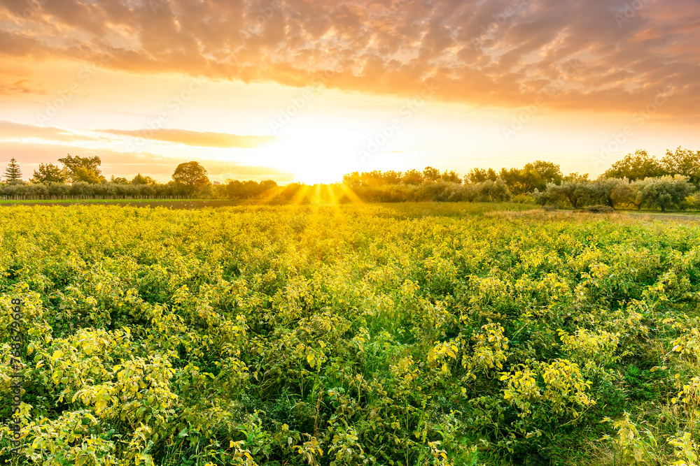 Obraz premium beautiful view in a green farm field with plants and vegetables and golden cloudy amazing sunset or sunrise on background of agricultural landscape