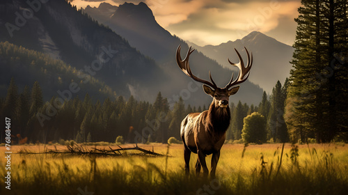 Majestic Elk in Grassland: A Perfect Blend of Wildlife and Natural Beauty © Leonard