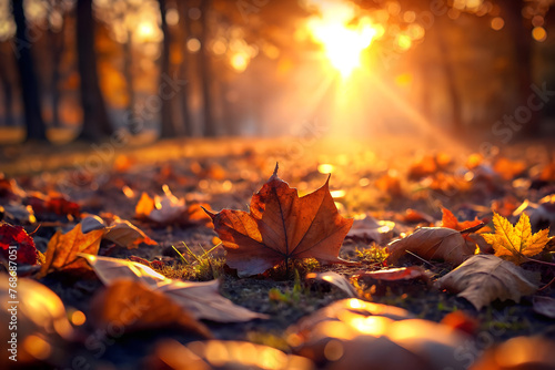 leaves are laying on the ground in the sunlight. autumn leaves falling  autumn leaves background.