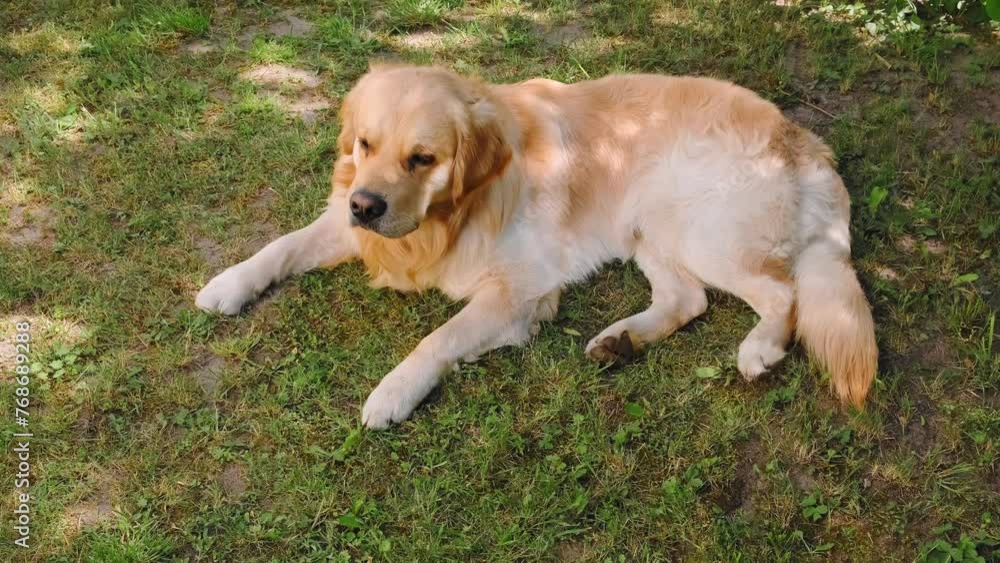 Cute smiling golden retriever dog lying in the shadow of backyard looking at camera. Domestic pet breathing fast in hot summer day. The kindest breed. The best friend concept. Big puppy lifestyle. Cute smiling golden retriever dog lying in the shadow of backyard looking at camera. Domestic pet breathing fast in hot summer day. The kindest breed. The best friend concept. Big puppy lifestyle.