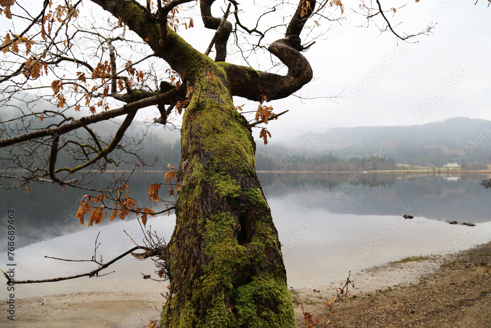 Φωτογραφία A beautiful oak tree with a mossy trunk and a few remaining autumn leaves at the edge of Loch Chon, Stirlingshire, Scotland, UK