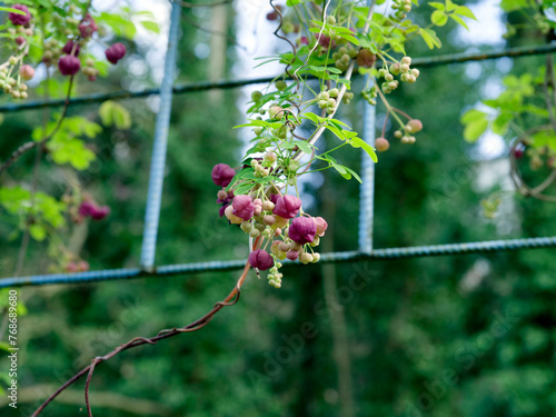 Akebia quinata – Five-leaf Akebia. Climbing plant producing dusky purple pendulous flowers and blue-green palmate leaves growing in a trellis system with vertical axes
 photo