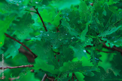 Drops of rain or dew on juicy green oak leaves.