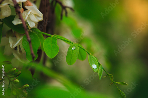 Drops of rain or dew on the juicy green leaves of a blooming acacia