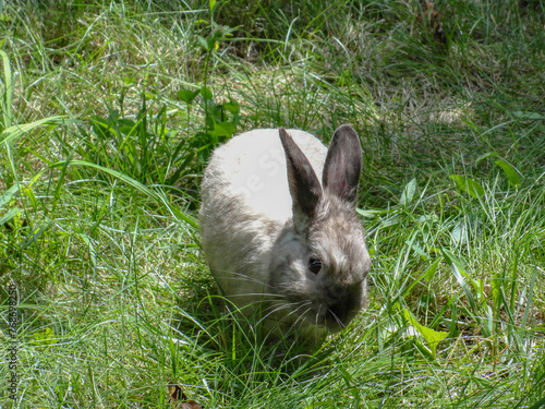 Bunny in the Summer Garden
