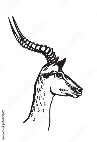 Graphical portrait of antelope on white background,vector illustration