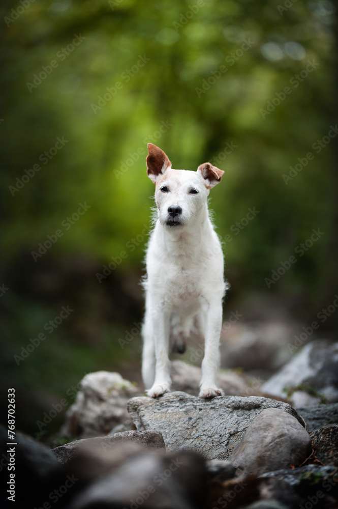 Obraz premium Terrier Jack Russell 