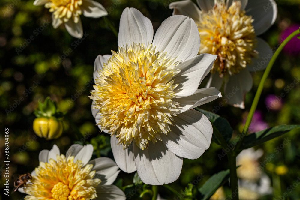 Fototapeta premium White Dahlia with open Blossom