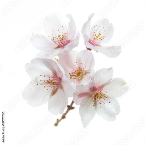 Sakura flower cherry blossom isolated on a white background