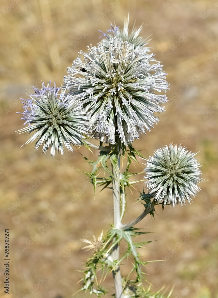 wild plants. prickly plants and flowers photos.