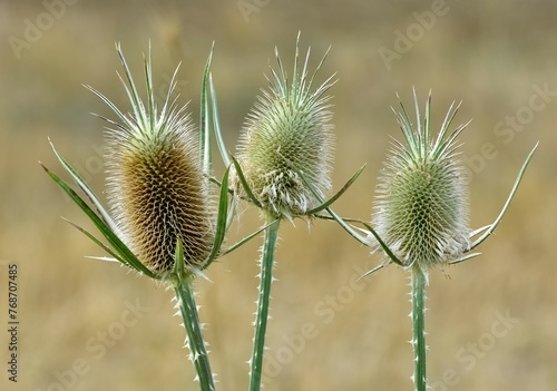 wild plants. prickly plants and flowers photos.