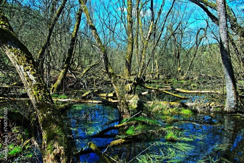 Czechia-view of a wetland in early spring near the town of Trutnov