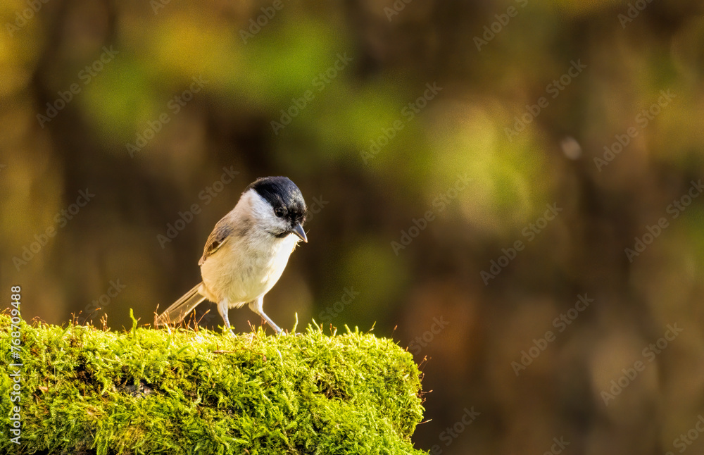 Obraz premium Common Marsh Tit in the forest background