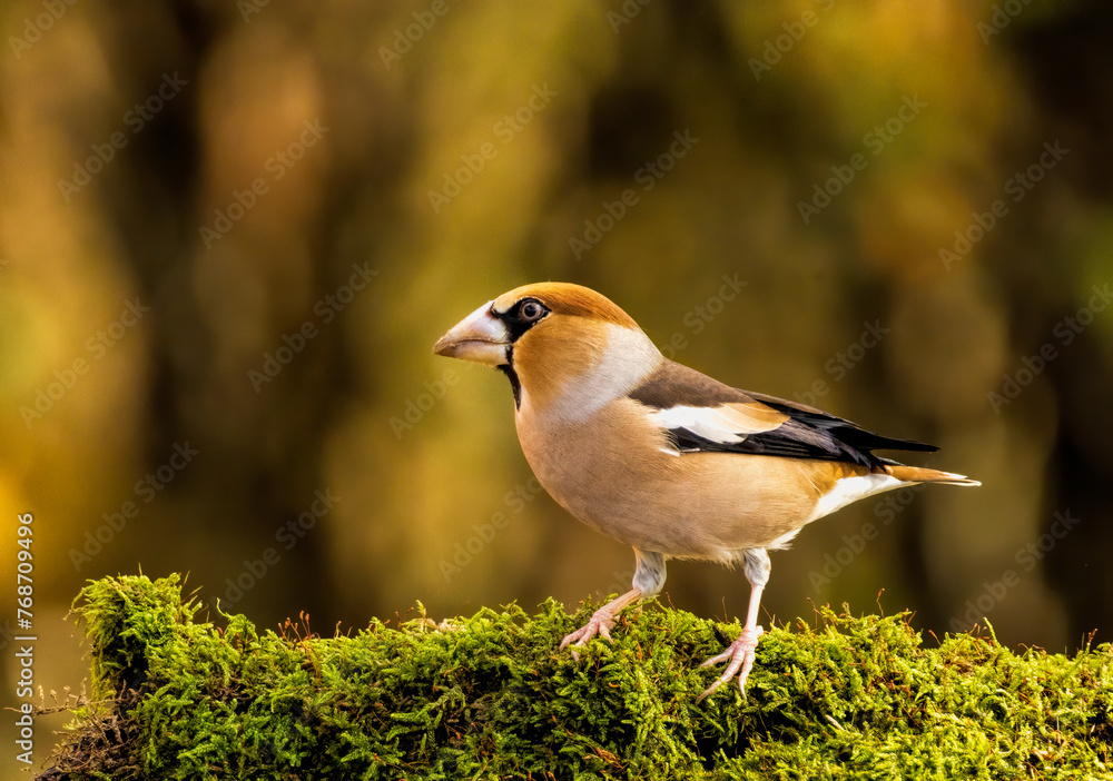 Adult Hawfinch sitting on the edge of water Adult Hawfinch sitting on the edge of water